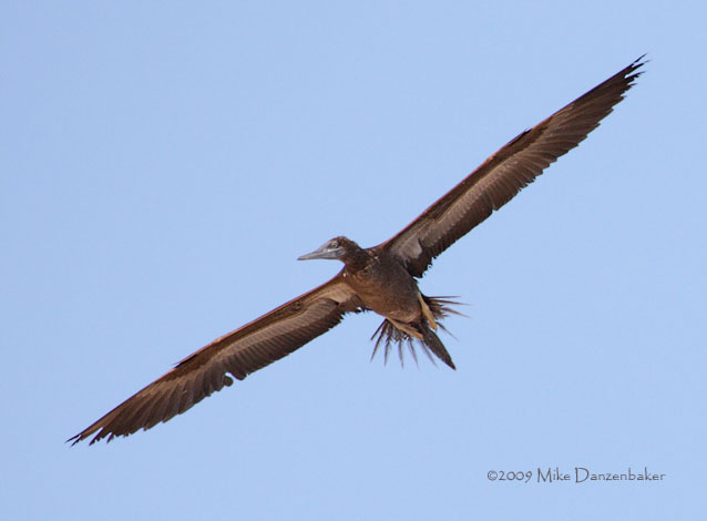 Brown Booby (Sula leucogaster) photo