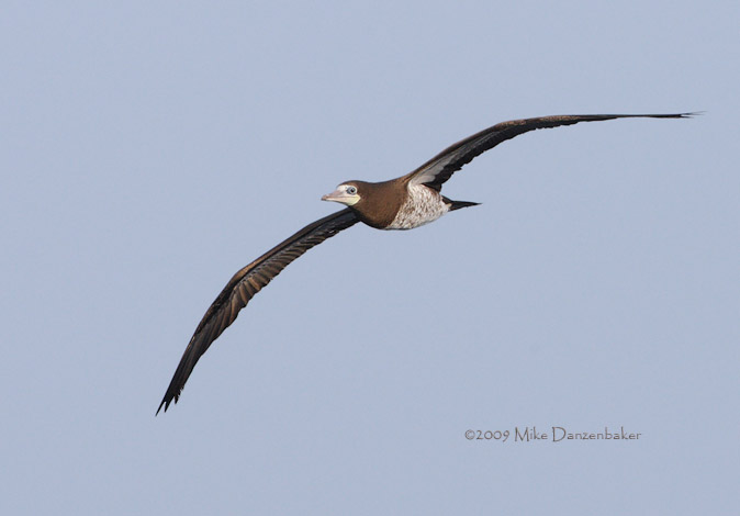 Brown Booby (Sula leucogaster) photo