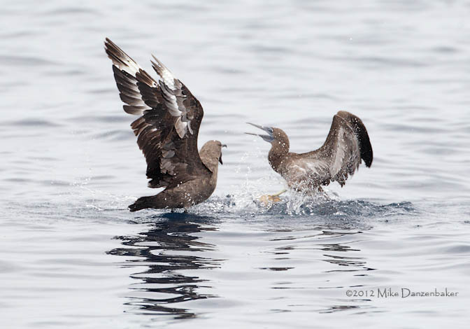 Brown Booby (Sula leucogaster) photo image