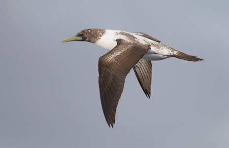 Masked Booby (Sula dactylatra) photo