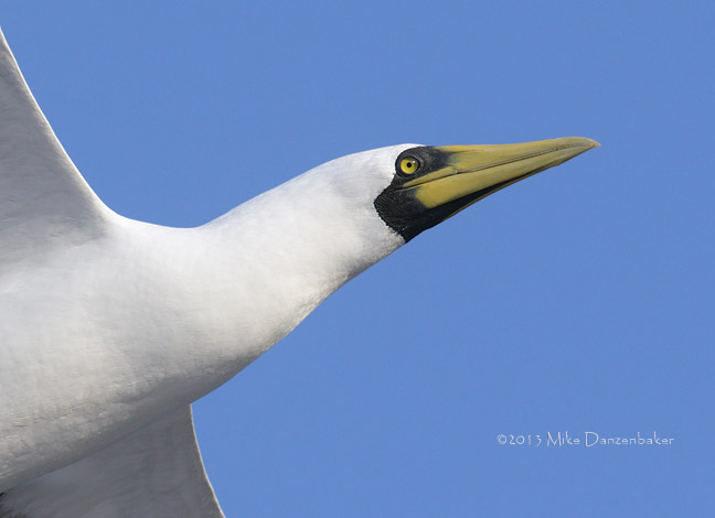 Masked Booby (Sula dactylatra) photo