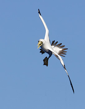 Masked Booby (Sula dactylatra) photo