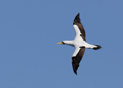 Masked Booby (Sula dactylatra) photo