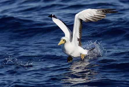 Masked Booby (Sula dactylatra) photo