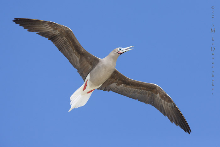 Red-footed Booby (Sula sula) photo
