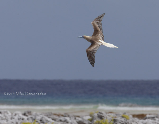 Red-footed Booby (Sula sula) photo