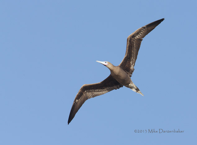 Red-footed Booby (Sula sula) photo