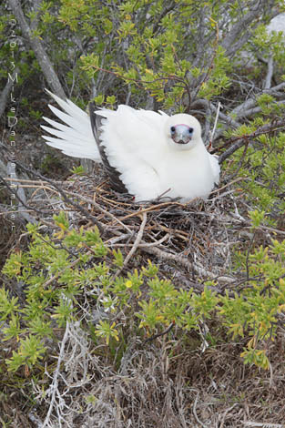 Red-footed Booby (Sula sula) photo