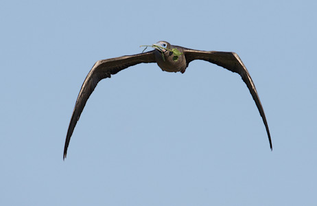 Red-footed Booby (Sula sula) photo
