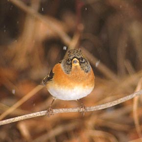 Brambling (Fringilla montifringilla) photo image