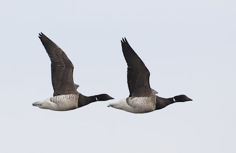 Brant (Branta bernicla) photo