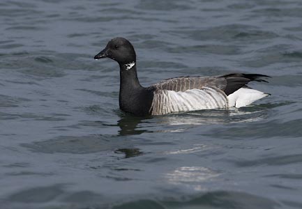 Brant (Branta bernicla) photo
