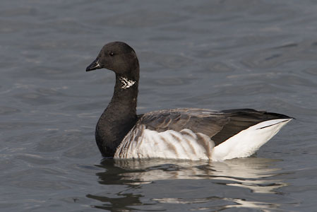 Brant (Branta bernicla) photo