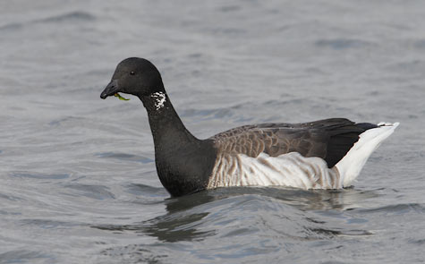 Brant (Branta bernicla) photo