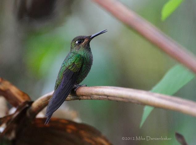 Violet-fronted Brilliant (Heliodoxa leadbeateri) photo