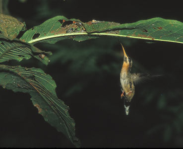 Band-tailed Barbthroat (Threnetes ruckeri) photo