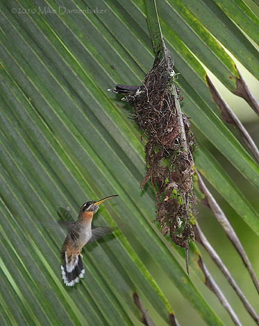 Band-tailed Barbthroat (Threnetes ruckeri) photo