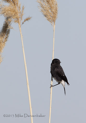 Pied Bush Chat (Saxicola caprata) photo