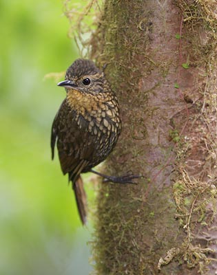 Spotted Barbtail (Premnoplex brunnescens) photo