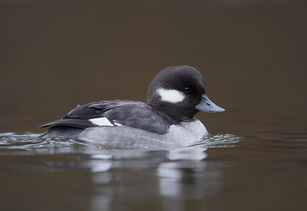 Bufflehead (Bucephala albeola) photo