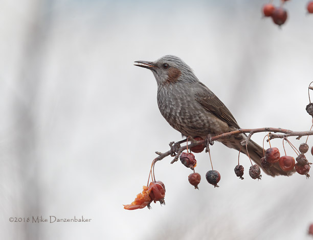 Brown-eared Bulbul (Hypsipetes amaurotis) photo