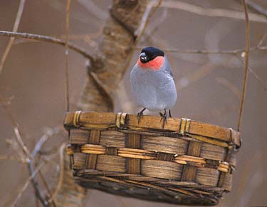 Eurasian Bullfinch (Pyrrhula pyrrhula) photo image
