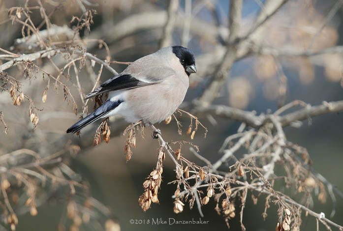 Eurasian Bullfinch (Pyrrhula pyrrhula) photo
