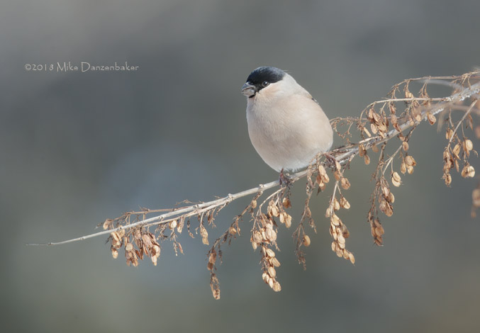 Eurasian Bullfinch (Pyrrhula pyrrhula) photo