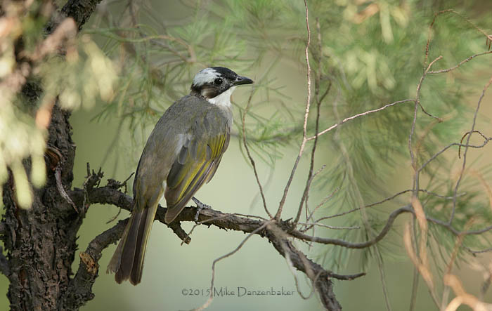 Light-vented Bulbul (Pycnonotus sinensis) photo