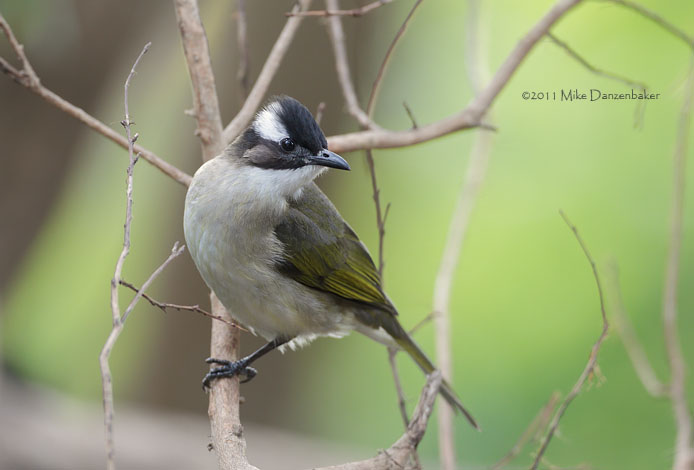 Light-vented Bulbul (Pycnonotus sinensis) photo