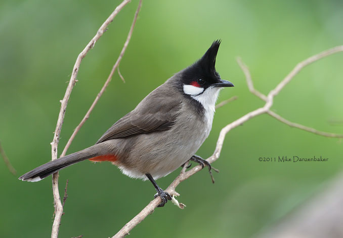 Red-whiskered Bulbul (Pycnonotus jocosus) photo