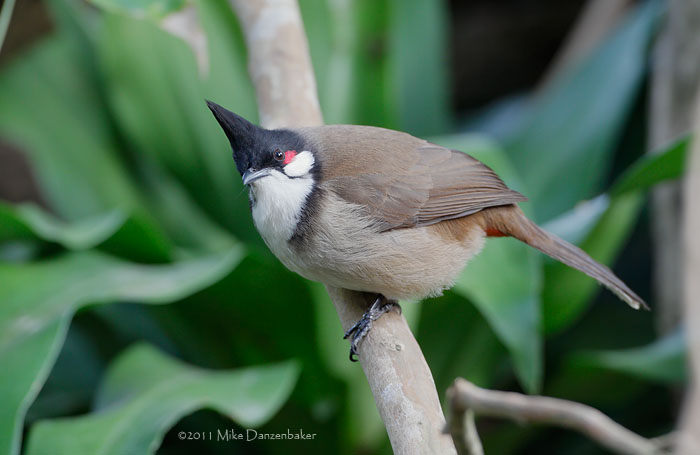 Red-whiskered Bulbul (Pycnonotus jocosus) photo
