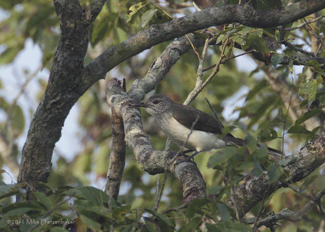 Swamp Palm Bulbul (Thescelocichla leucopleura) photo
