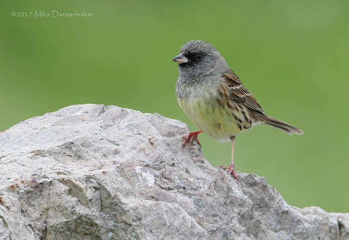 Black-faced Bunting (Emberiza spodocephala) photo