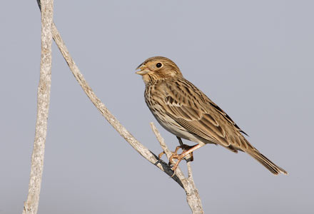 Corn Bunting (Miliaria calandra) photo
