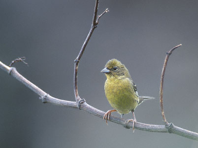 Yellow Bunting (Emberiza sulphurata) photo image