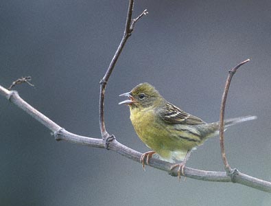 Japanese Yellow Bunting (Emberiza sulphurata) photo