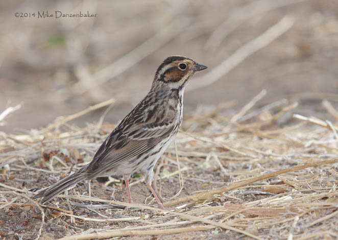 Little Bunting (Emberiza pusilla) photo