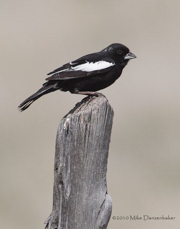 Lark Bunting (Calamospiza melanocorys) photo