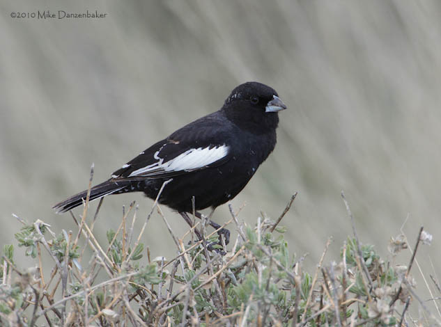 Lark Bunting (Calamospiza melanocorys) photo