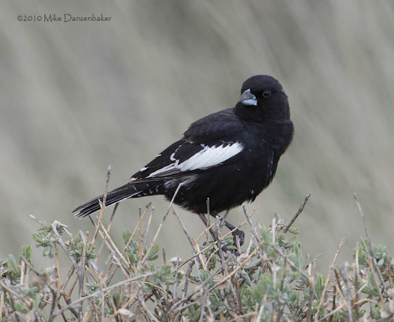 Lark Bunting (Calamospiza melanocorys) photo
