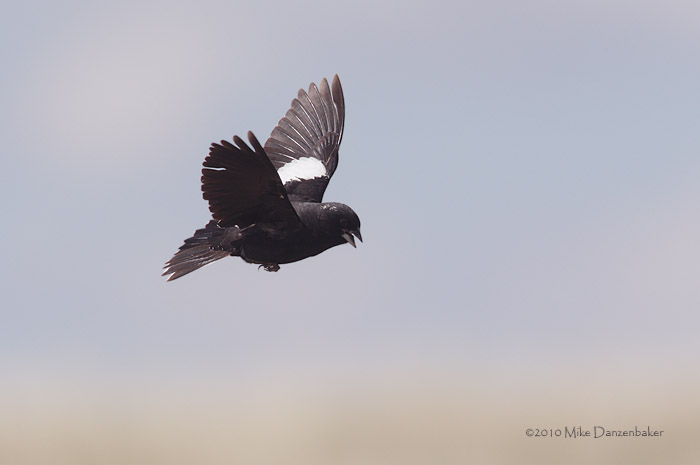 Lark Bunting (Calamospiza melanocorys) photo