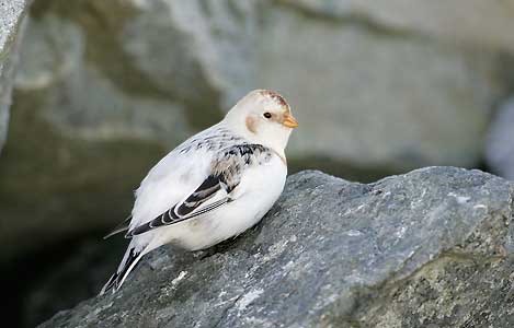 McKay's Bunting (Plectrophenax hyperboreus) photo