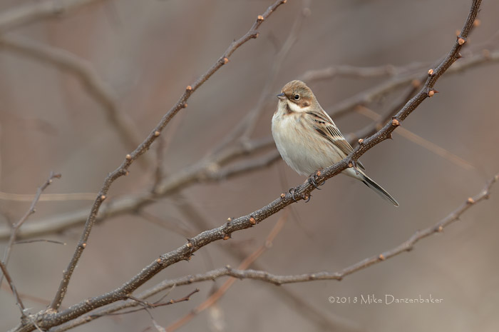 Pallas's Reed Bunting (Emberiza pallasi) photo