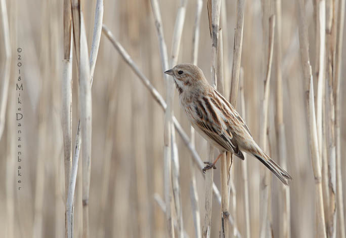 Pallas's Reed Bunting (Emberiza pallasi) photo
