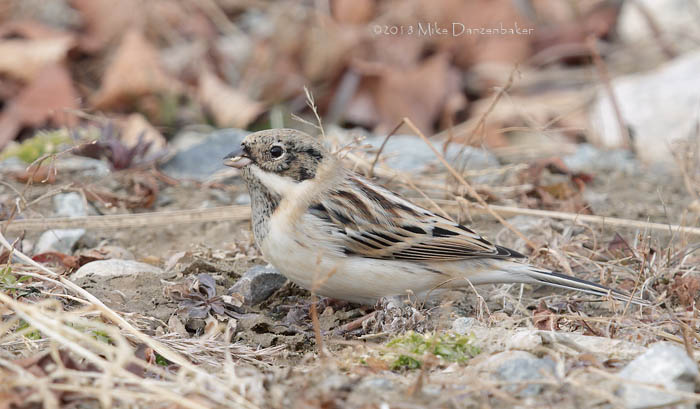 Pallas's Reed Bunting (Emberiza pallasi) photo