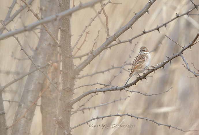 Pallas's Reed Bunting (Emberiza pallasi) photo