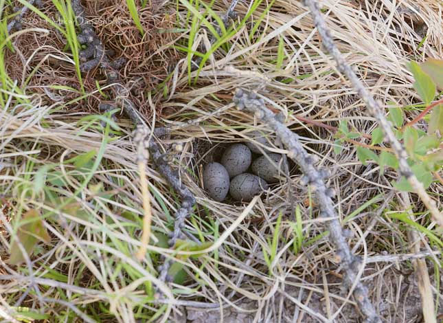 Pine Bunting (Emberiza leucocephalos) photo