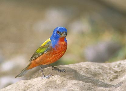 Painted Bunting (Passerina ciris) photo image