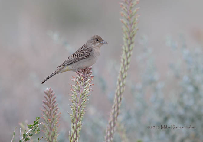 Red-headed Bunting (Emberiza bruniceps) photo